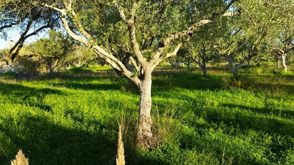 Casa Katina , villa in Lagana, Agrilia area Laganas Esterno foto